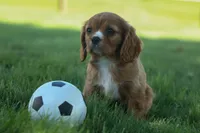 Fletcher 🐶💙, a male Cavalier King Charles Spaniel for sale in Fresno, OH – 6 of 8