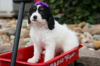  Priscilla, a female Cavapoo for sale in Fresno, OH – 3 of 9