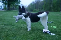 Olive , a female Akita for sale in Fresno, OH – Photo 9 of 10