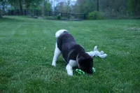 Olive , a female Akita for sale in Fresno, OH – Photo 6 of 10