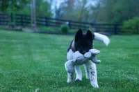 Olive , a female Akita for sale in Fresno, OH – Photo 4 of 10