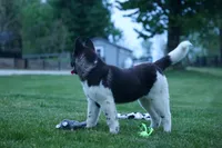 Olive , a female Akita for sale in Fresno, OH – Photo 7 of 10