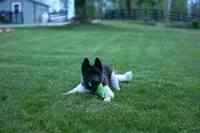 Olive , a female Akita for sale in Fresno, OH – Photo 2 of 10