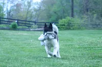 Olive , a female Akita for sale in Fresno, OH – Photo 3 of 10