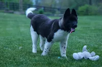 Olive , a female Akita for sale in Fresno, OH – Photo 5 of 10