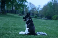 Olive , a female Akita for sale in Fresno, OH – Photo 10 of 10