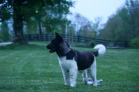 Olive , a female Akita for sale in Fresno, OH – Photo 8 of 10