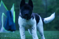 Olive , a female Akita for sale in Fresno, OH – Photo 1 of 10