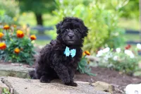 Dakota, a male Havapoo for sale in Fresno, OH – 2 of 7