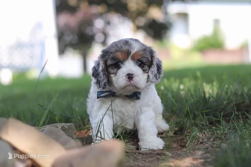 Kai – Cavapoo puppy for sale in Fresno, OH