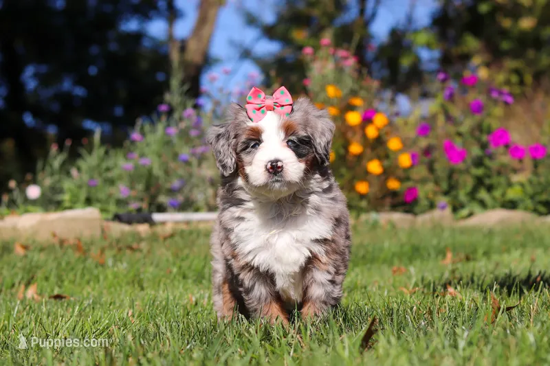 Molly – Miniature Bernedoodle puppy for sale in Fresno, OH
