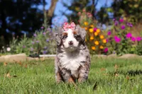 Molly, a female Miniature Bernedoodle for sale in Fresno, OH – 1 of 7