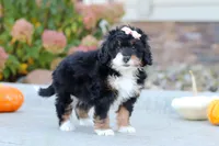 Marshmallow, a female Miniature Bernedoodle for sale in Fresno, OH – 4 of 6
