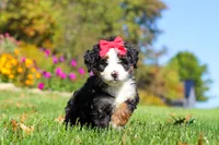 Bena, a female Miniature Bernedoodle for sale in Fresno, OH – 5 of 9