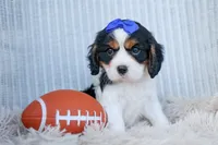 Walker 🩵, a male Cavalier King Charles Spaniel for sale in Fresno, OH – 4 of 10