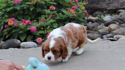 Logan, a male Cavalier King Charles Spaniel for sale in Fresno, OH – 7 of 7