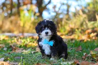 Bones, a male Miniature Bernedoodle for sale in Fresno, OH – 2 of 7