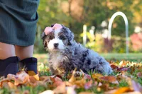Latte, a female Miniature Bernedoodle for sale in Fresno, OH – 2 of 5