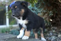 Langston 🐶, a female Miniature Aussiedoodle for sale in Fresno, OH – 7 of 9