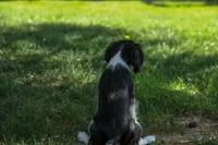 Maxwell 🐾🐶, a male Cavalier King Charles Spaniel for sale in Fresno, OH – 4 of 8