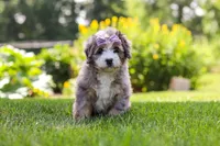 Ivy, a female Miniature Bernedoodle for sale in Fresno, OH – 4 of 6