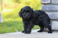Luca, a male Poodle - Miniature  for sale in Fresno, OH – 1 of 7
