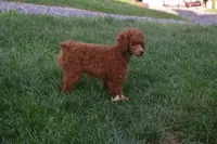 Denver 💕🐶, a male Poodle - Miniature  for sale in Fresno, OH – 9 of 10