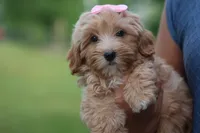 Ember 💛🐾, a female Havapoo for sale in Fresno, OH – 10 of 10