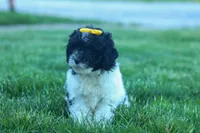 Gracie 🩷🐶, a female Cavapoo for sale in Fresno, OH – 2 of 10