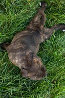 Melody 🎀, a female Staffordshire Bull Terrier for sale in Fresno, OH – 9 of 10