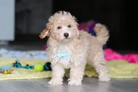 Brodie, a male Havapoo for sale in Fresno, OH – 3 of 7