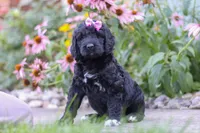 Mia, a female Newfypoo for sale in Fresno, OH – 6 of 7