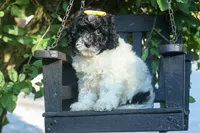 Gracie, a female Cavapoo for sale in Fresno, OH – 9 of 10