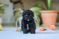 Asher, a male Poodle - Miniature  for sale in Fresno, OH – 5 of 6