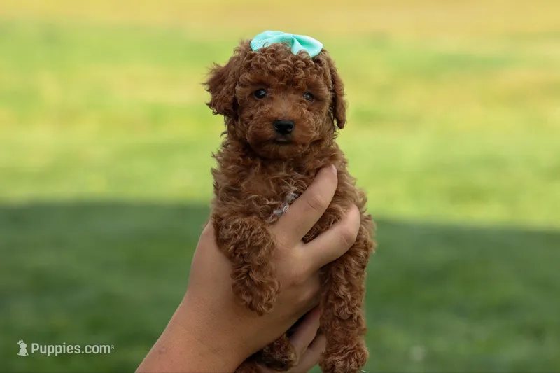 Zaylee – Poodle - Miniature  puppy for sale in Fresno, OH