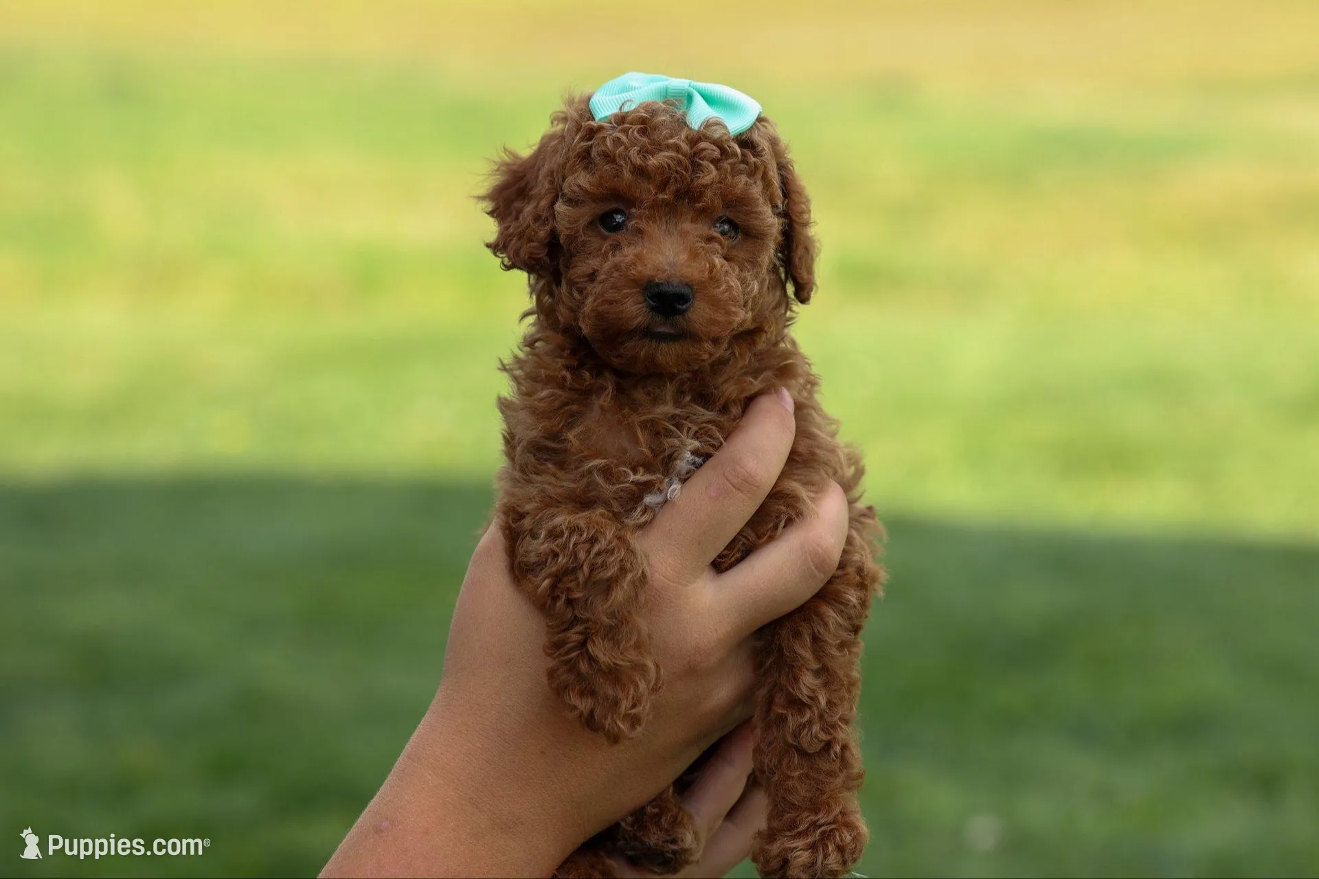Zaylee, a female Poodle - Miniature  for sale in Fresno, OH – Photo 1 of 9