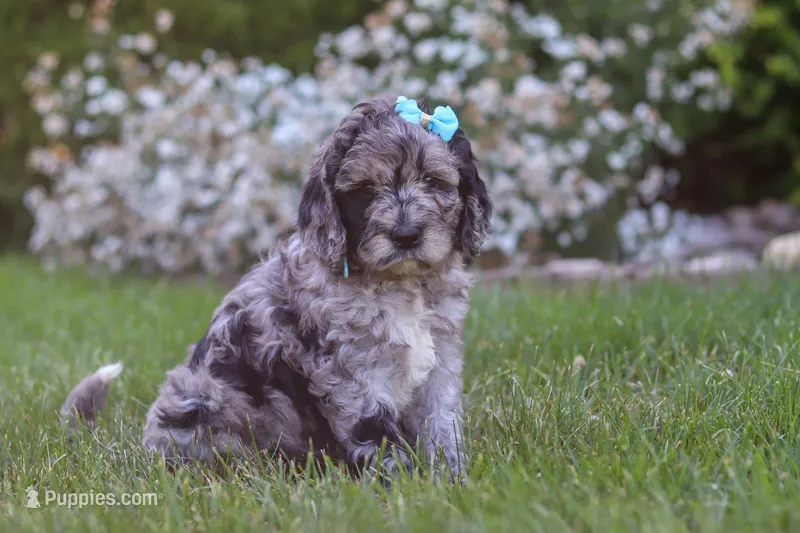 Amber – Newfypoo puppy for sale in Fresno, OH