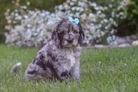Amber, a female Newfypoo for sale in Fresno, OH – 1 of 6