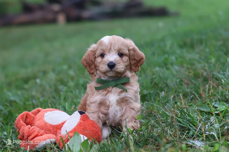 Jett – Cavapoo puppy for sale in Fresno, OH