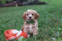 Jett, a male Cavapoo for sale in Fresno, OH – 1 of 10