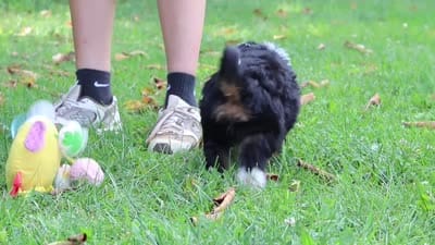 Mo, a male Miniature Bernedoodle for sale in Fresno, OH – 6 of 6