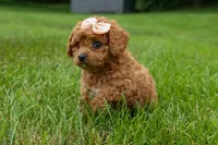 Veronica💖, a male Poodle - Miniature  for sale in Fresno, OH – 8 of 10