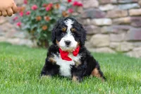 Buzz, a male Miniature Bernedoodle for sale in Fresno, OH – 8 of 9