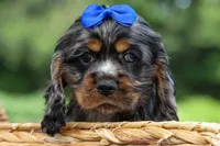 Dakota 🐶💙, a male Cocker Spaniel for sale in Fresno, OH – 6 of 8