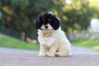 Rubble, a male Cavapoo for sale in Fresno, OH – 3 of 7