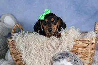 🐾 MEET VARGO 🐶❤️, a male Miniature Dachshund for sale in Fresno, OH – Photo 8 of 10