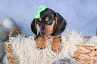 🐾 MEET VARGO 🐶❤️, a male Miniature Dachshund for sale in Fresno, OH – Photo 6 of 10