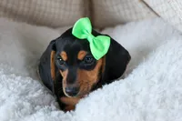 🐾 MEET VARGO 🐶❤️, a male Miniature Dachshund for sale in Fresno, OH – Photo 2 of 10