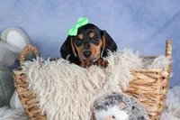 🐾 MEET VARGO 🐶❤️, a male Miniature Dachshund for sale in Fresno, OH – Photo 9 of 10