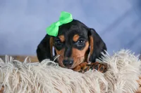 🐾 MEET VARGO 🐶❤️, a male Miniature Dachshund for sale in Fresno, OH – Photo 10 of 10